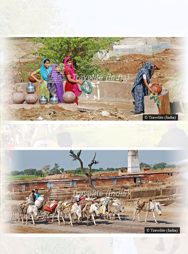 Local village camel safari (Geejgarh) Rajasthan pic-02